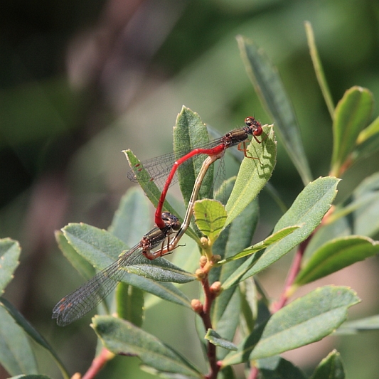 IMG_1027_Ceriagrion_tenellum.JPG