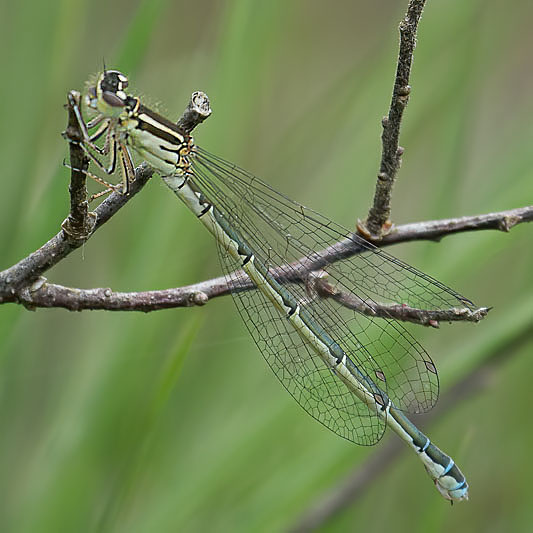 Coenagrion mercuriale female.jpg