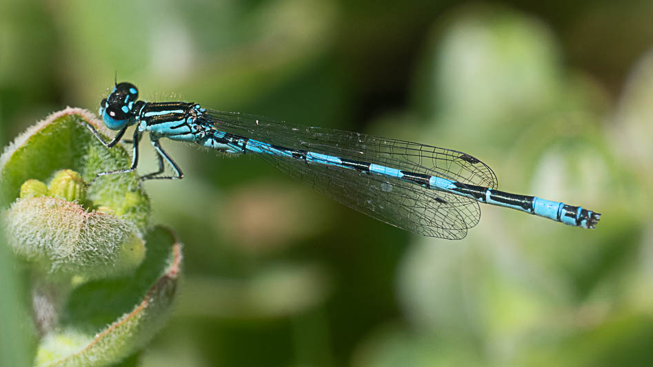 Coenagrion mercuriale male-.jpg