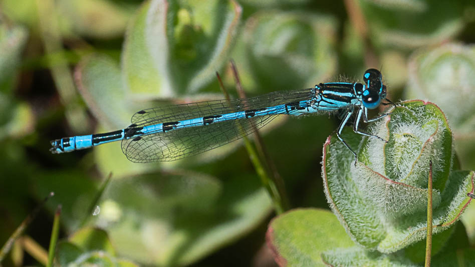 Coenagrion mercuriale male-223440.jpg