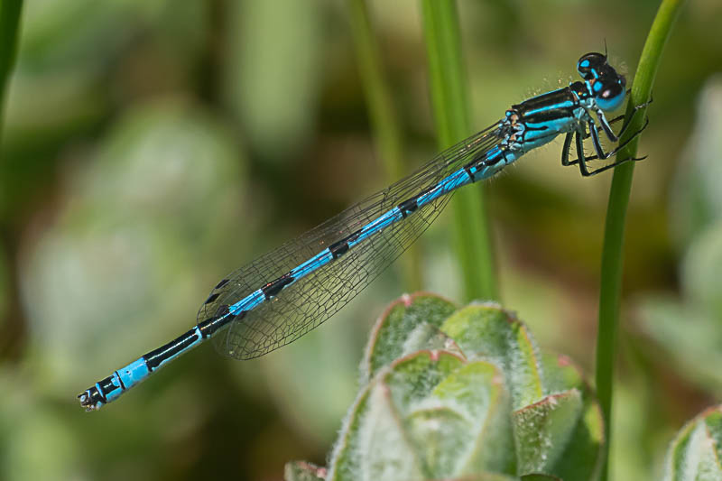 Coenagrion mercuriale male-223449.jpg