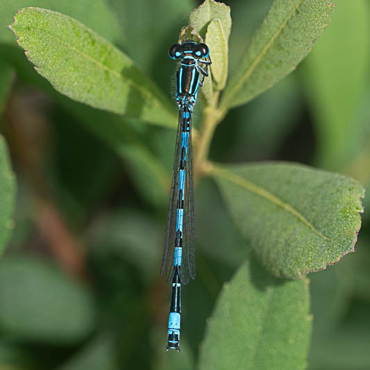 Coenagrion mercuriale male-223460.jpg