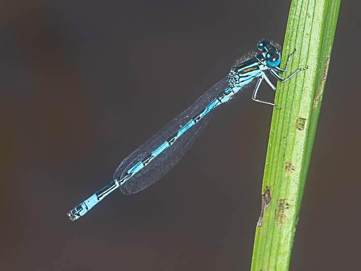 Coenagrion mercuriale male-223494.jpg