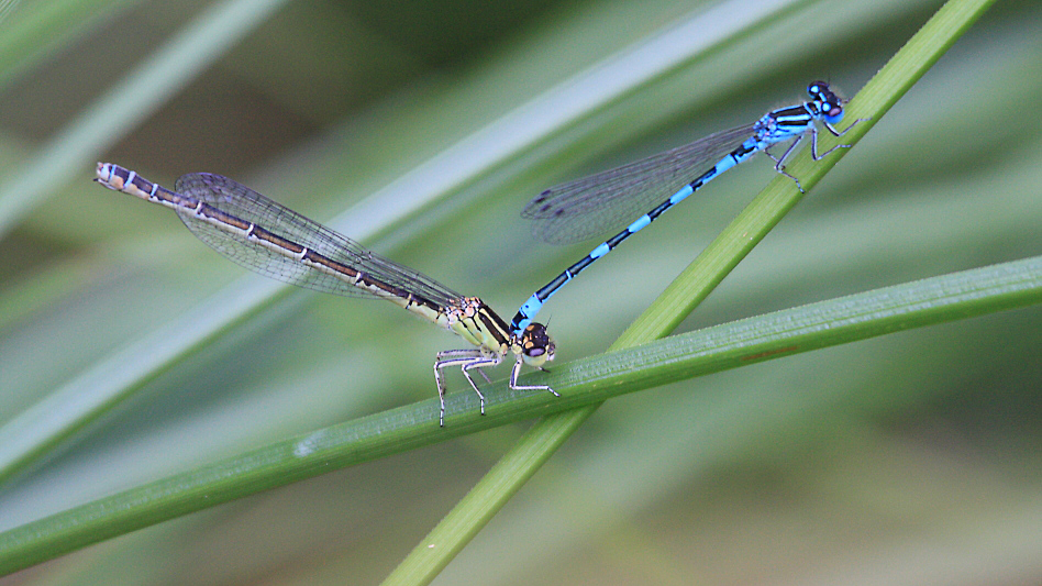 IMG_0081 Coenagrion mercuriale tandem.JPG