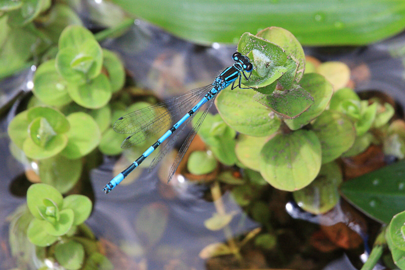 IMG_1033 Coenagrion mercuriale male.JPG