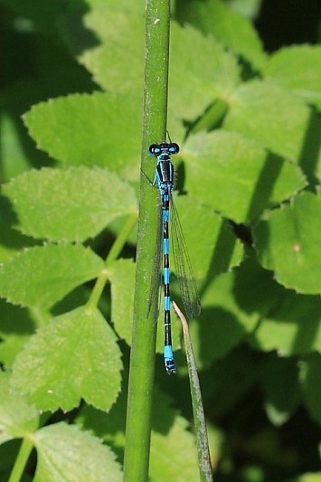 IMG_1676_Coenagrion_mercuriale.JPG