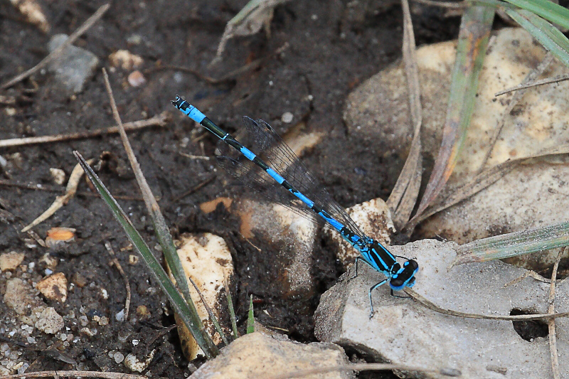 IMG_2174 Coenagrion mercuriale male.JPG