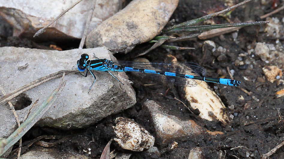 IMG_2176 Coenagrion mercuriale male.JPG