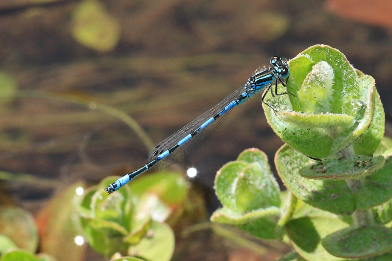 IMG_2211 Coenagrion mercuriale male.JPG