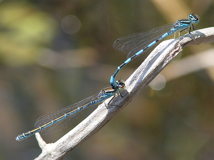 J14_1152 Coenagrion mercuriale tandem.JPG