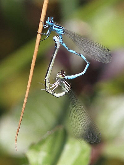 J14_1160 Coenagrion mercuriale in cop.JPG