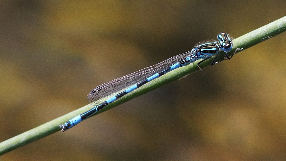 J14_1193 Coenagrion mercuriale.JPG