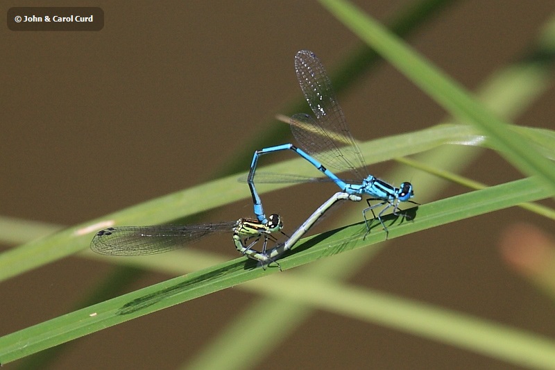 IMG_0015_Coenagrion_puella.JPG