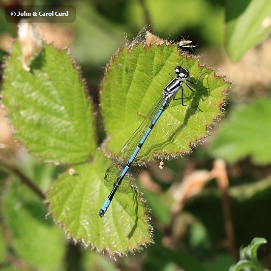 IMG_0056_Coenagrion_puella.JPG