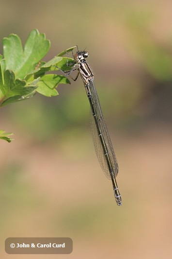 IMG_0122_Coenagrion_puella.JPG