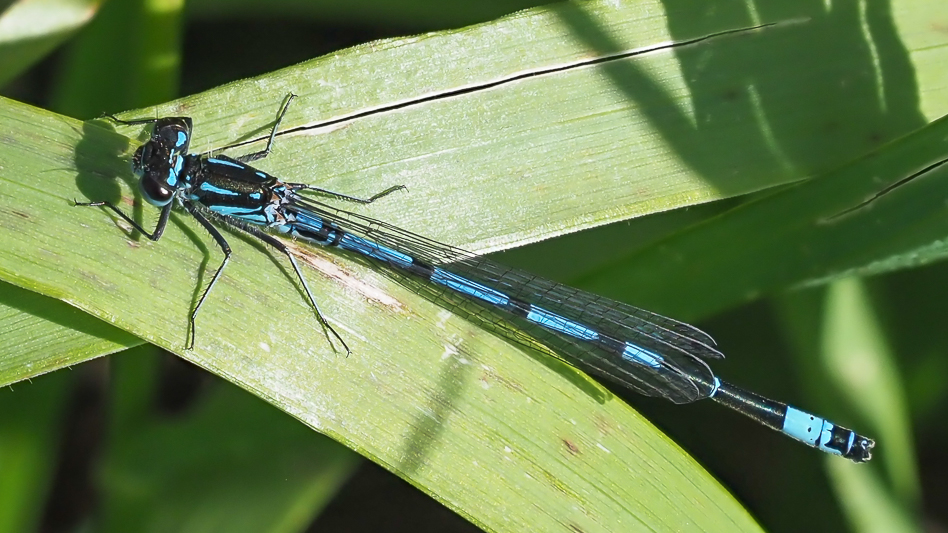 Coenagrion pulchellum classic male-190321.jpg