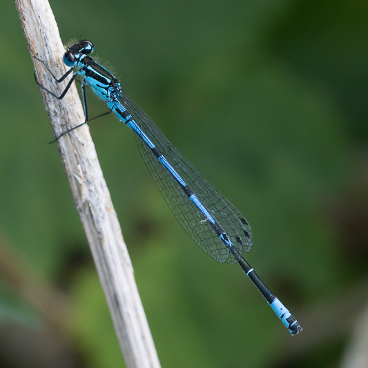 Coenagrion pulchellum confusing male-0236.jpg