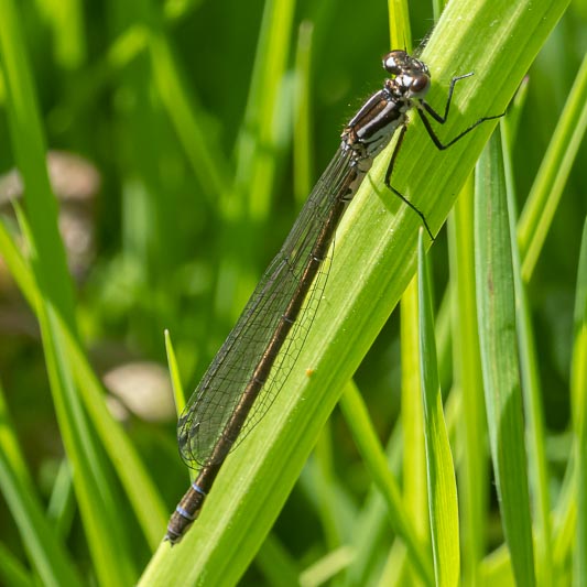 Coenagrion pulchellum dark form female.jpg