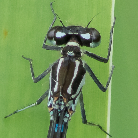 Coenagrion pulchellum female pronotum detail-190005.jpg