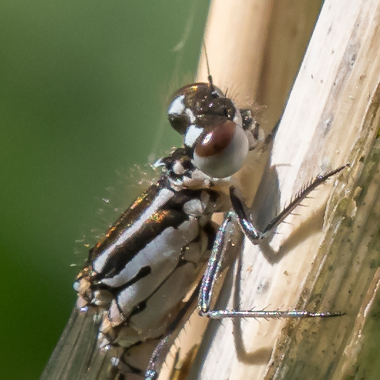 Coenagrion pulchellum female pronotum detail-190366.jpg