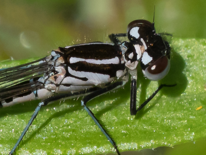 Coenagrion pulchellum female pronotum detail-190368.jpg