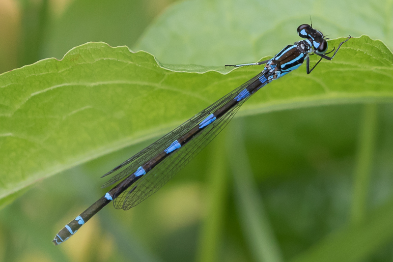 Coenagrion pulchellum female-1008.jpg