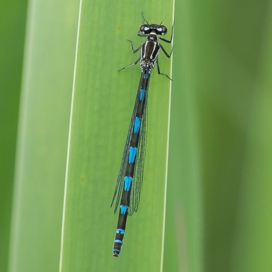 Coenagrion pulchellum female-190005.jpg