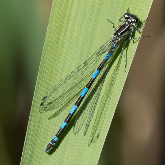 Coenagrion pulchellum female-190477.jpg