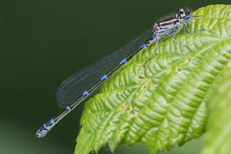 Coenagrion pulchellum immature female-1051.jpg