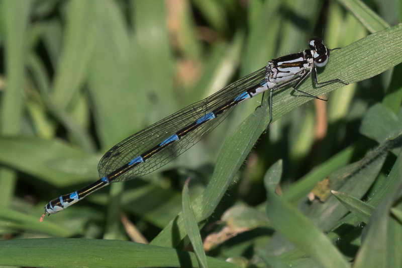 Coenagrion pulchellum immature female-190303.jpg