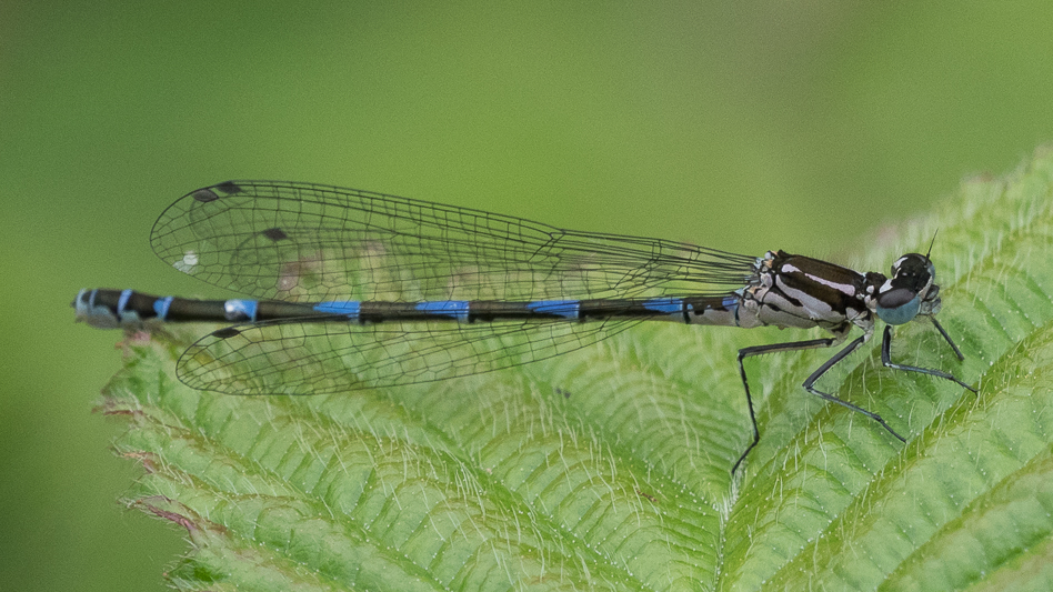 Coenagrion pulchellum immature female-190399.jpg