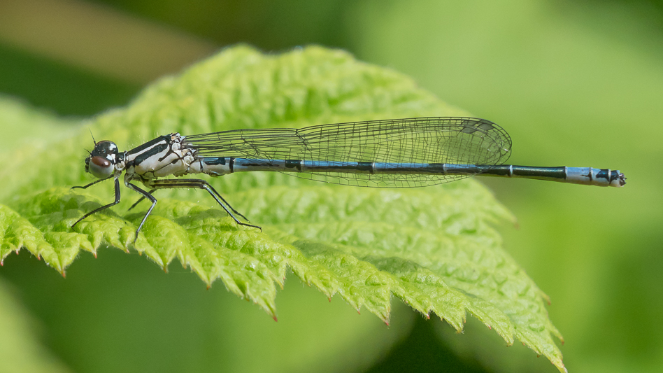 Coenagrion pulchellum immature male-190389.jpg