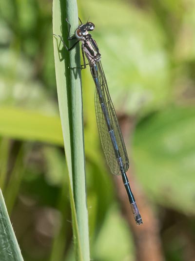 Coenagrion pulchellum immature male.jpg