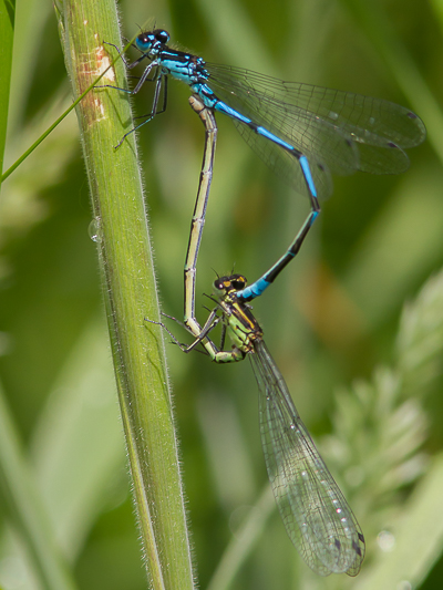 Coenagrion pulchellum in cop-3095.jpg