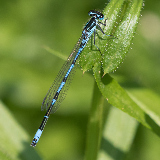 Coenagrion pulchellum male-0164.jpg