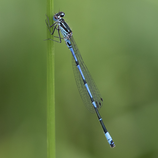 Coenagrion pulchellum male-1033.jpg