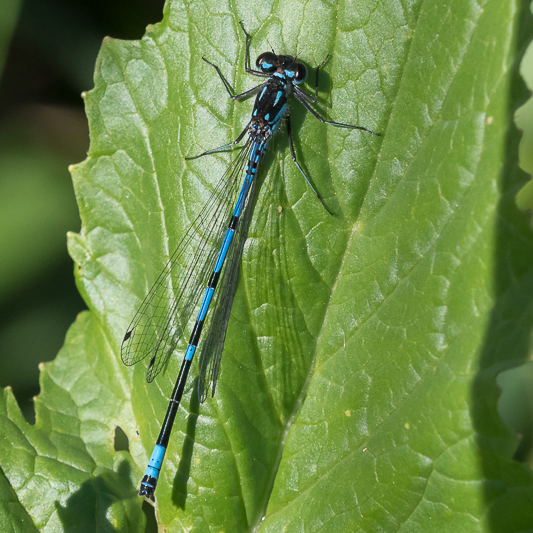 Coenagrion pulchellum male-190308.jpg