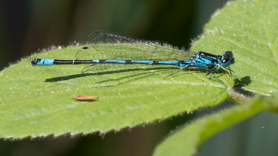 Coenagrion pulchellum male-190376.jpg