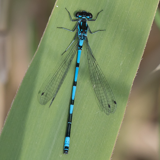 Coenagrion pulchellum male-190432.jpg