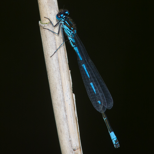 Coenagrion pulchellum male-3124.jpg