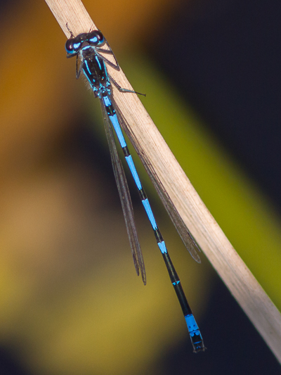 Coenagrion pulchellum male-9470.jpg