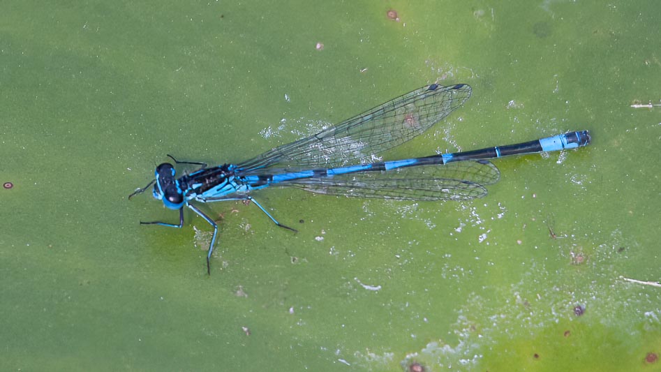 Coenagrion pulchellum male-odo-nutters-3.jpg