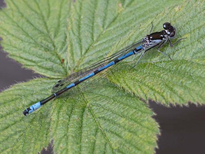 Coenagrion pulchellum male.jpg