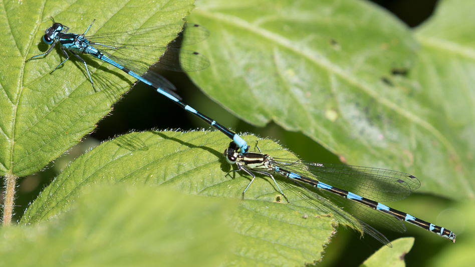 Coenagrion pulchellum tandem-0134.jpg