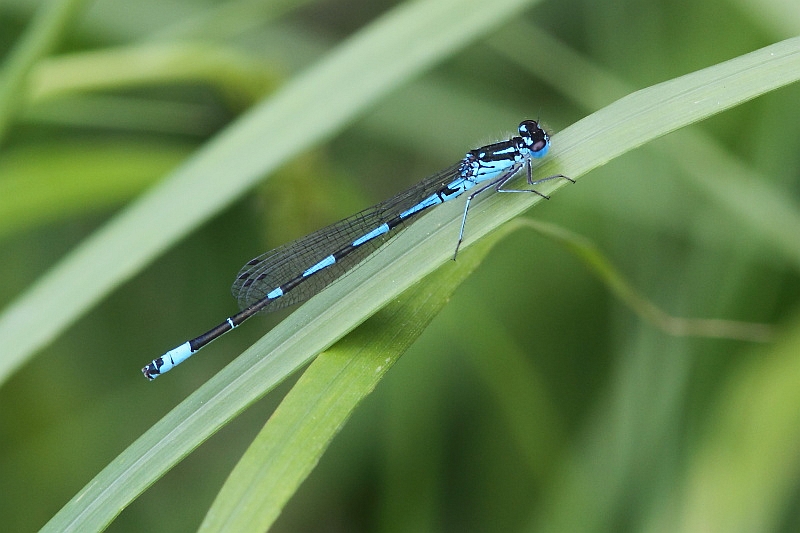 J01_3136 Coenagrion pulchellum male.JPG