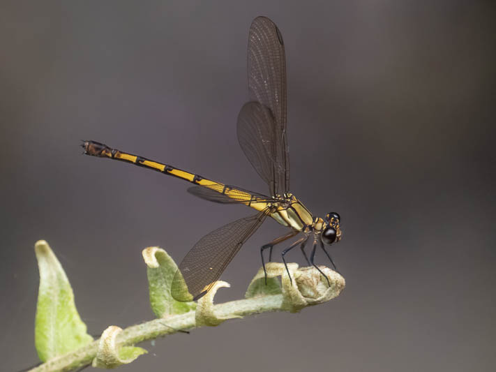 Diphlebia euphoeoides female-1.jpg