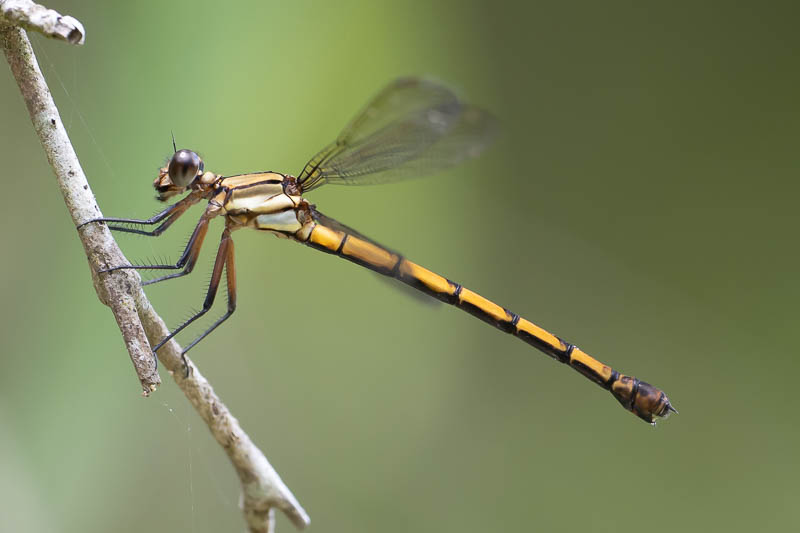 Diphlebia euphoeoides female-2.jpg