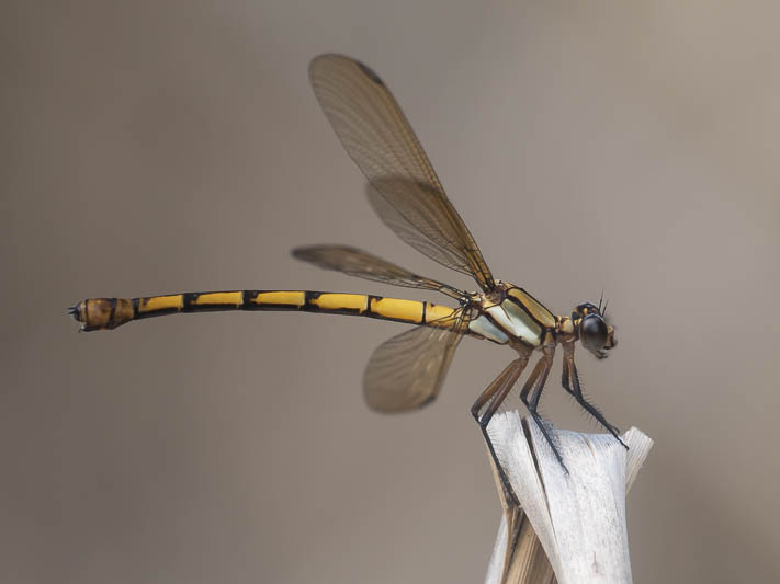 Diphlebia euphoeoides female-3.jpg