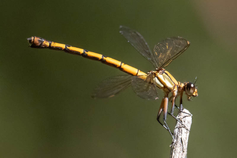 Diphlebia euphoeoides female-4.jpg