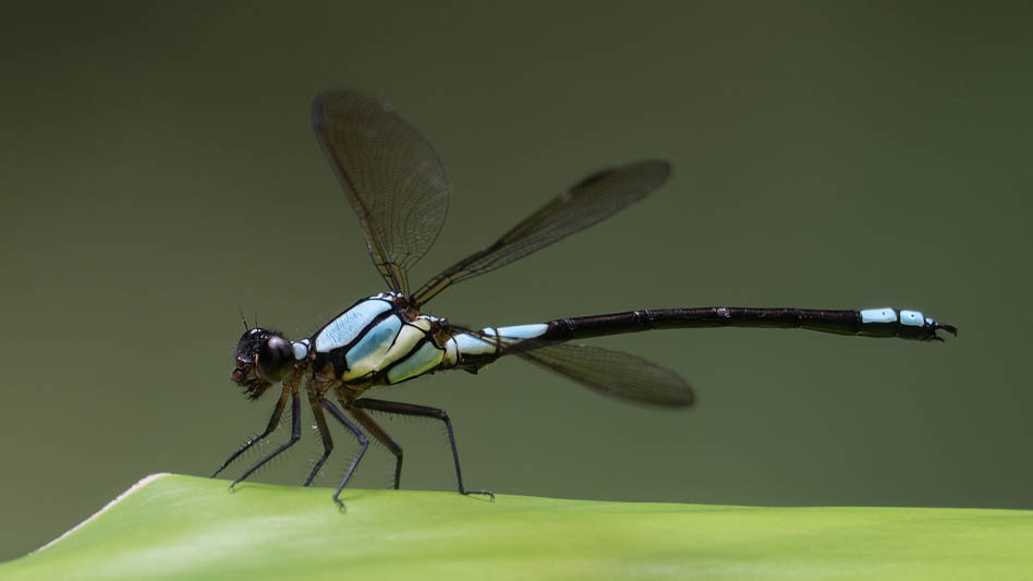 Diphlebia euphoeoides male-2.jpg